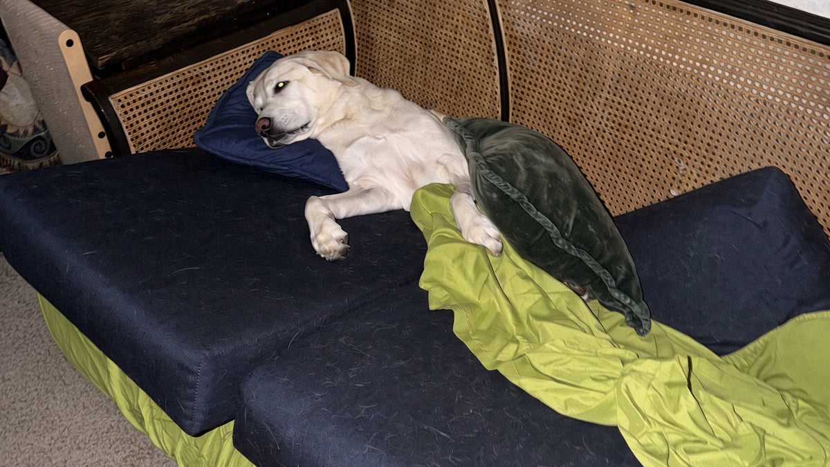 Why I Started Calm Cove Pets