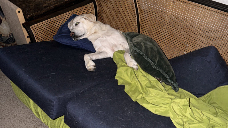 Why I Started Calm Cove Pets