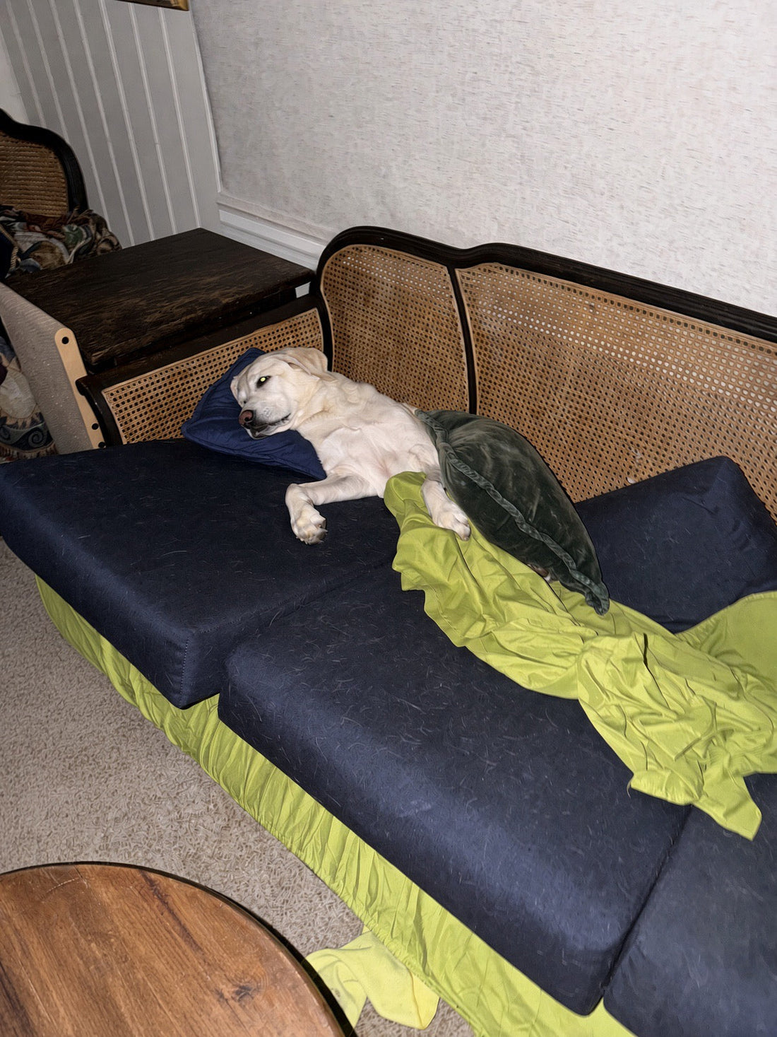 Why I Started Calm Cove Pets