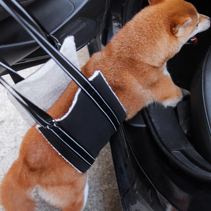 A Shiba Inu dog entering a car with the help of a mobility support sling. 