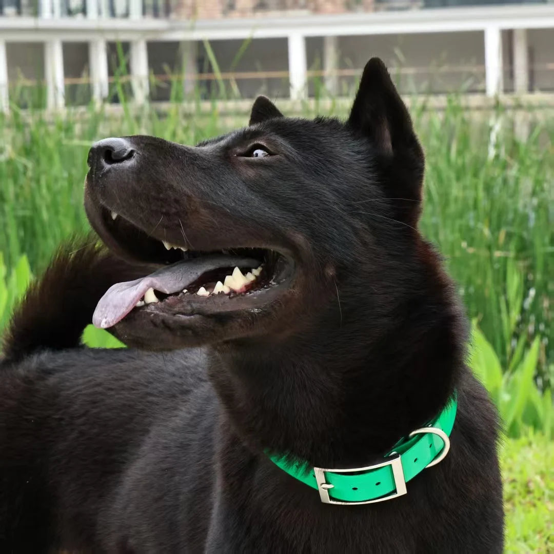 Heavy Duty Waterproof TPU Dog Collar